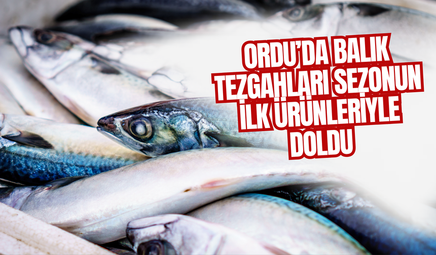 Ordu’da Balık Tezgahları Sezonun İlk Ürünleriyle Doldu