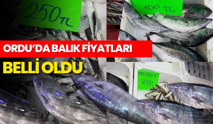 Ordu’da Balık Fiyatları Belli Oldu: Hamsi ve Mezgit 250 TL