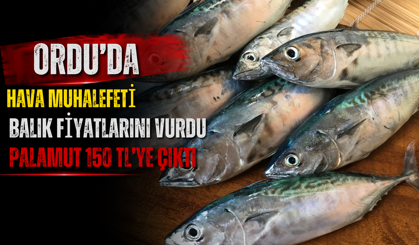 Ordu’da Hava Muhalefeti Balık Fiyatlarını Vurdu: Palamut 150 TL’ye Çıktı