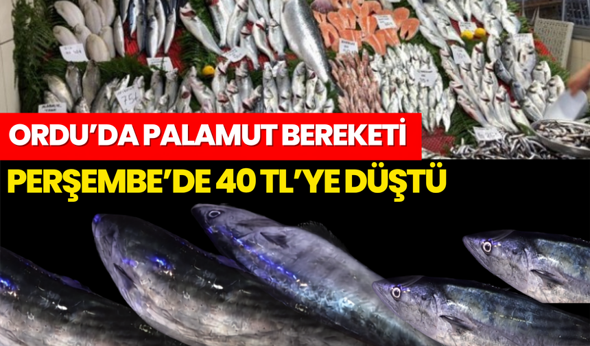 Ordu’da Palamut Fiyatı Dibe Vurdu: Perşembe’de 40 TL’ye Düştü