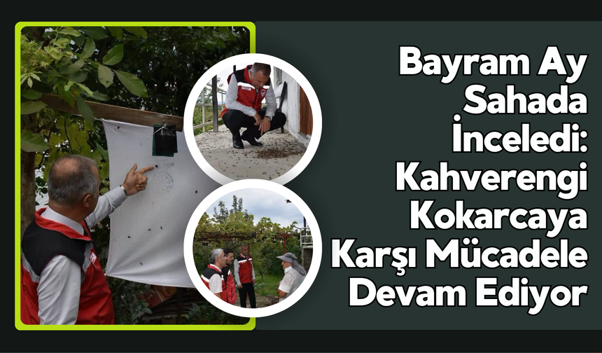 Bayram Ay Sahada İnceledi: Kahverengi Kokarcaya Karşı Mücadele Devam Ediyor
