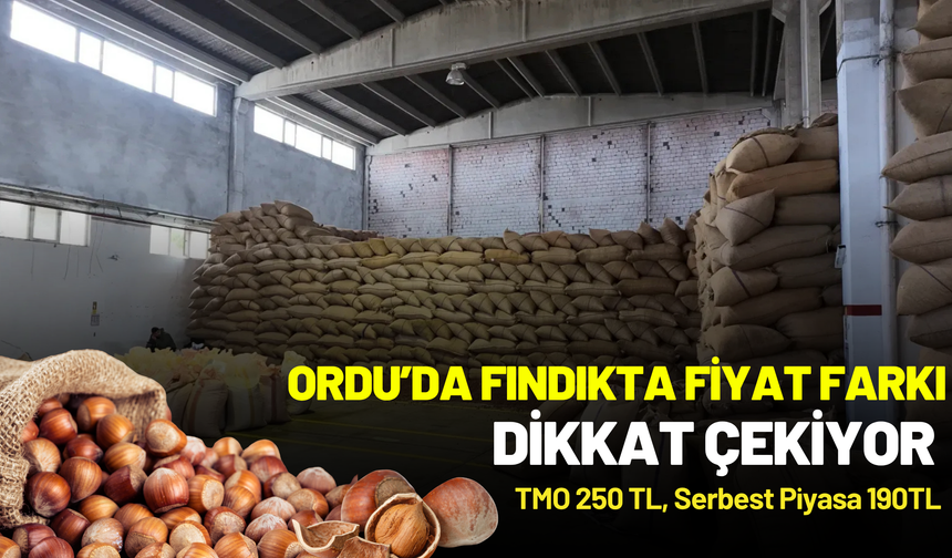 Ordu’da Fındıkta Fiyat Farkı Dikkat Çekiyor: TMO 250 TL, Serbest Piyasa 190 TL