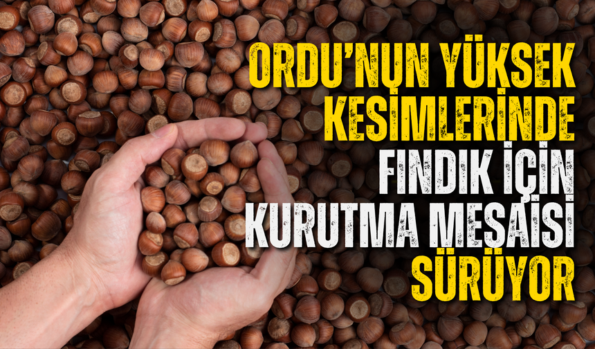 Ordu’nun Yüksek Kesimlerinde Fındık İçin Kurutma Mesaisi Sürüyor