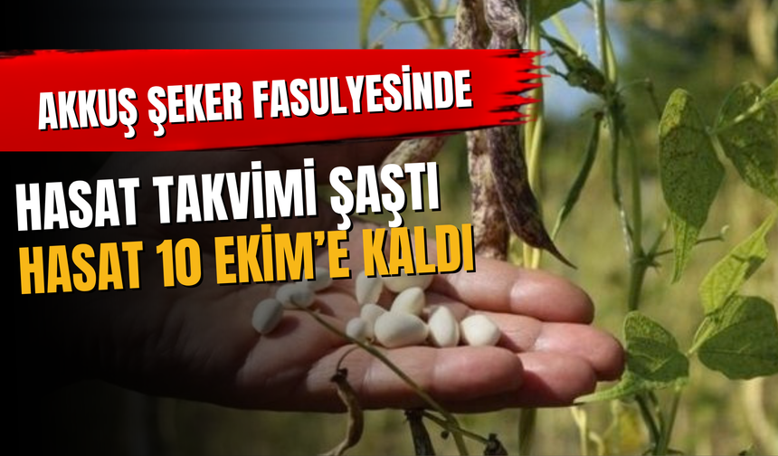 Akkuş Şeker Fasulyesinde Hasat Takvimi Şaştı: Hasat 10 Ekim’e Kaldı