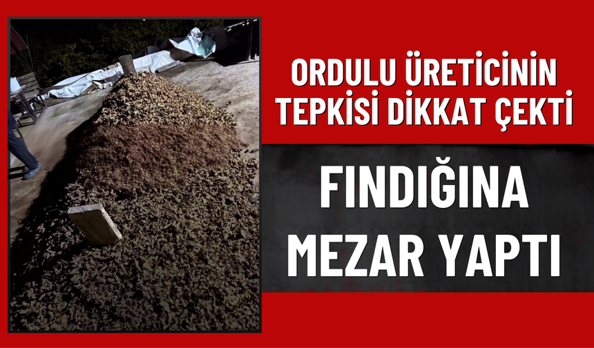 Ordulu Üreticinin Tepkisi Dikkat Çekti: Fındığına Mezar Yaptı