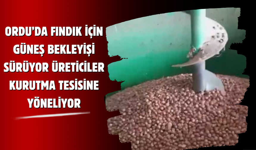 Ordu’da Fındık İçin Güneş Bekleyişi Sürüyor: Üreticiler Kurutma Tesisine Yöneliyor