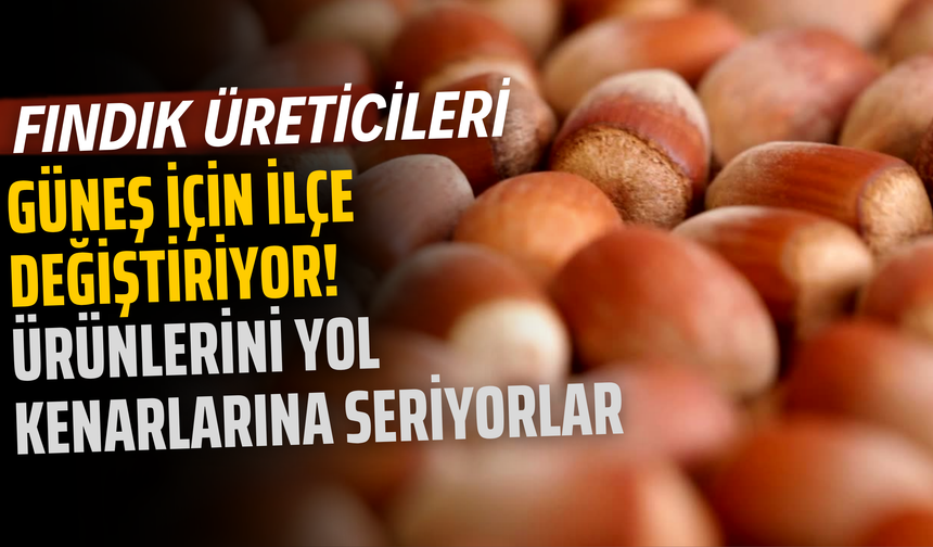 Fındık Üreticileri Güneş İçin İlçe Değiştiriyor! Ürünlerini Yol Kenarlarına Seriyorlar