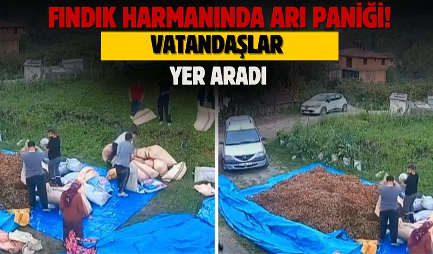 FINDIK HARMANINDA ARI PANİĞİ! VATANDAŞLAR KAÇACAK YER ARADI