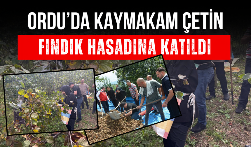 Ordu’da Kaymakam Çetin, Fındık Hasadına Katıldı