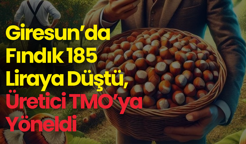Giresun’da Fındık 185 Liraya Düştü, Üretici TMO’ya Yöneldi