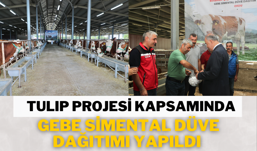 TULIP Projesi Kapsamında Gebe Simental Düve Dağıtımı Yapıldı
