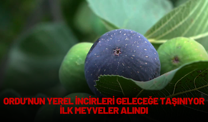 Ordu’nun Yerel İncirleri Geleceğe Taşınıyor: İlk Meyveler Alındı