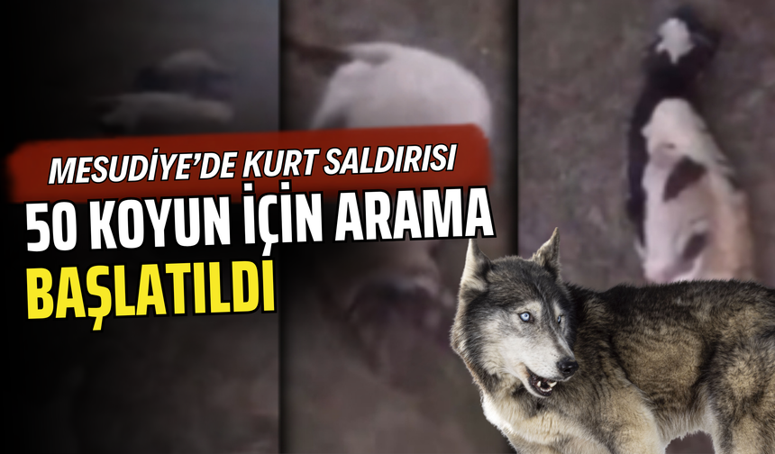 MESUDİYE’DE KURT SALDIRISI: 50 KOYUN İÇİN ARAMA BAŞLATILDI
