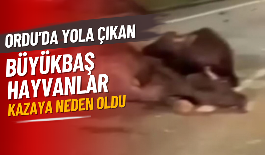 Ordu’da Yola Çıkan Büyükbaş Hayvanlar Kazaya Neden Oldu