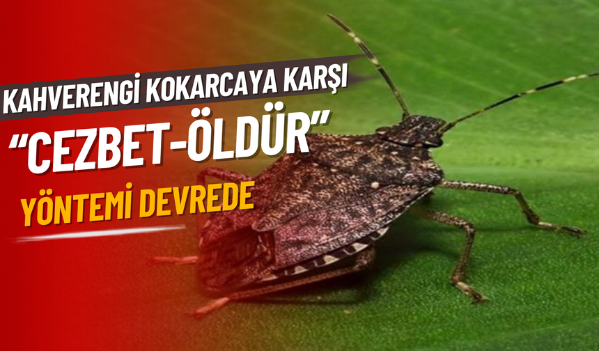 Kahverengi Kokarcaya Karşı “Cezbet-Öldür” Yöntemi Devrede