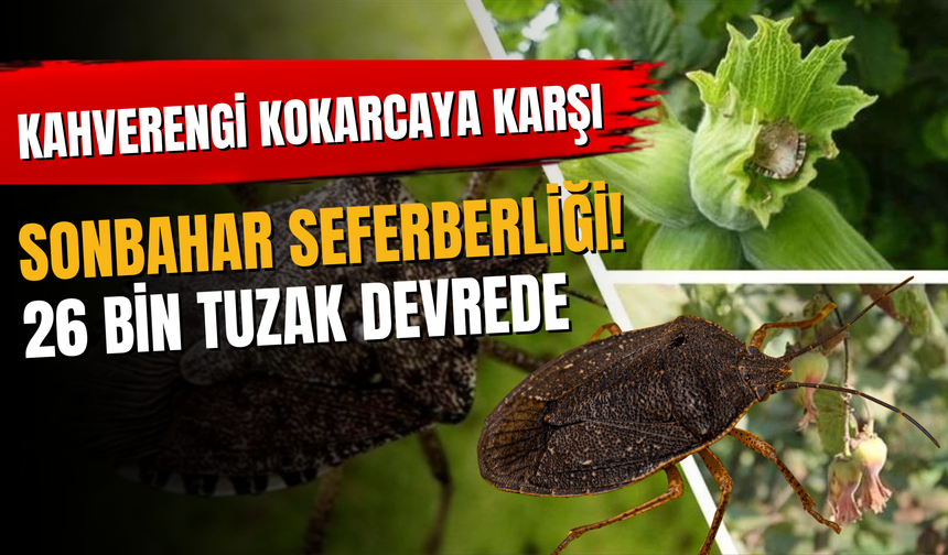 Kahverengi Kokarcaya Karşı Sonbahar Seferberliği! 26 Bin Tuzak Devrede