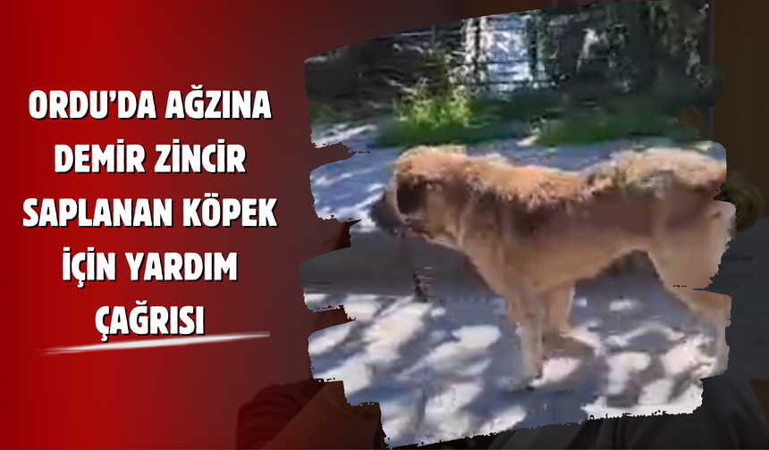 Ordu’da Ağzına Demir Zincir Saplanan Köpek İçin Yardım Çağrısı