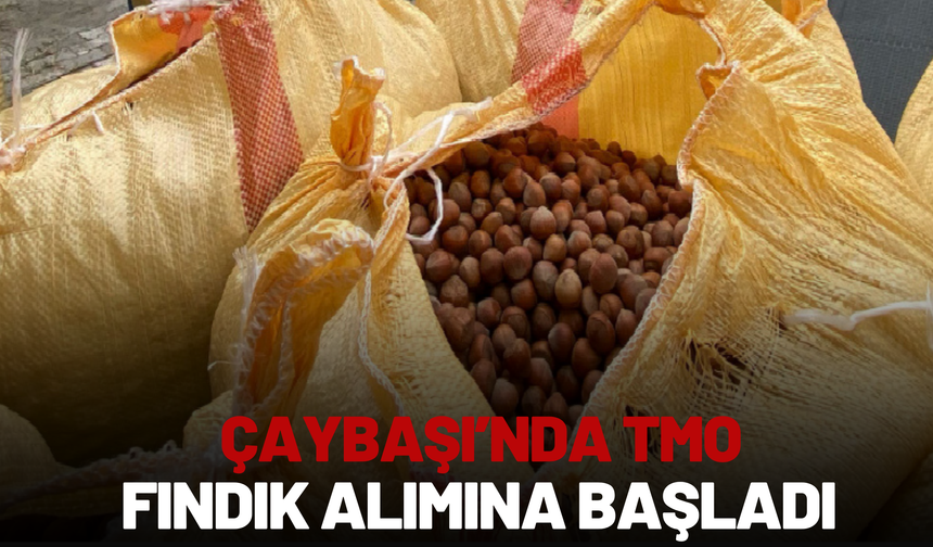 Çaybaşı’nda TMO Fındık Alımına Başladı