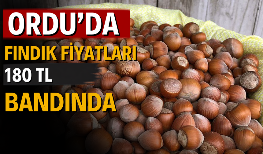 Ordu’da Fındık Fiyatları 180 TL Bandında