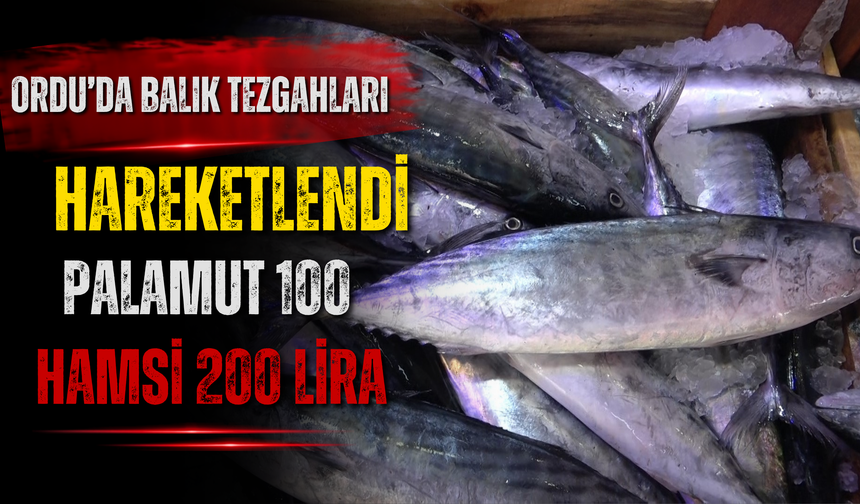 ORDU’DA BALIK TEZGAHLARI HAREKETLENDİ: PALAMUT 100, HAMSİ 200 LİRA
