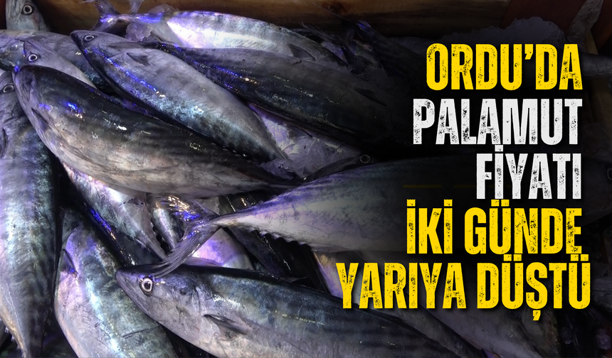 Ordu’da Palamut Fiyatı İki Günde Yarıya Düştü