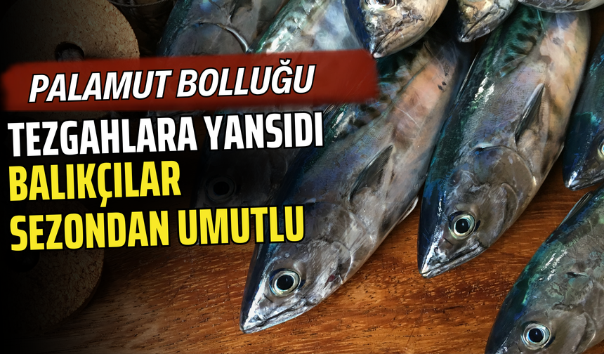 Palamut Bolluğu Tezgahlara Yansıdı: Balıkçılar Sezondan Umutlu