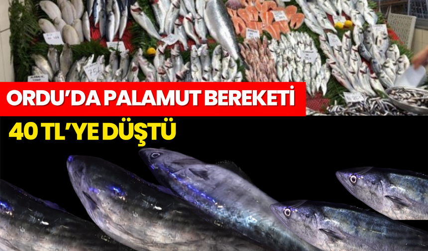 Ordu’da Palamut Fiyatları Dibi Gördü! 40 TL’ye Düştü