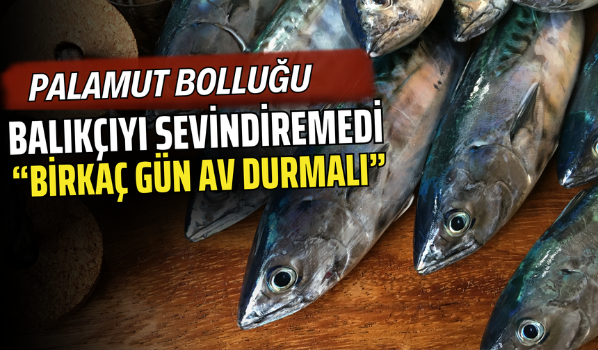 Palamut Bolluğu Balıkçıyı Sevindiremedi: “Birkaç Gün Av Durmalı”
