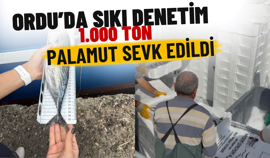Ordu’da Sıkı Denetim: 1.000 Ton Palamut Sevk Edildi