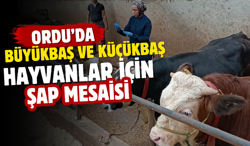 Ordu’da Büyükbaş ve Küçükbaş Hayvanlar İçin Şap Mesaisi
