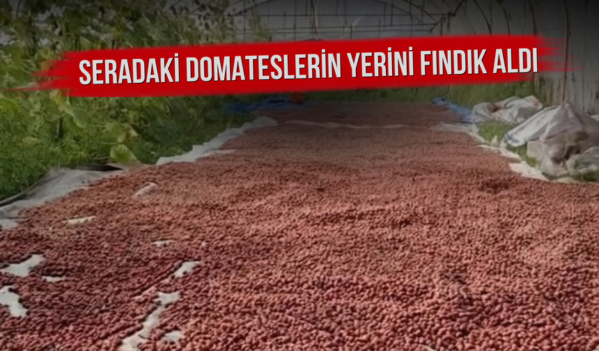 Seradaki Domateslerin Yerini Fındık Aldı