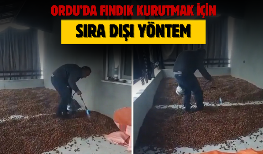 Ordu’da Fındık Kurutmak İçin Sıra Dışı Yöntem