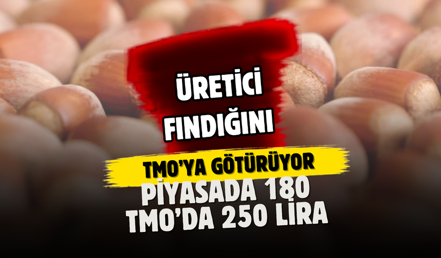 Üretici Fındığını TMO’ya Götürüyor: Piyasada 180, TMO’da 250 Lira