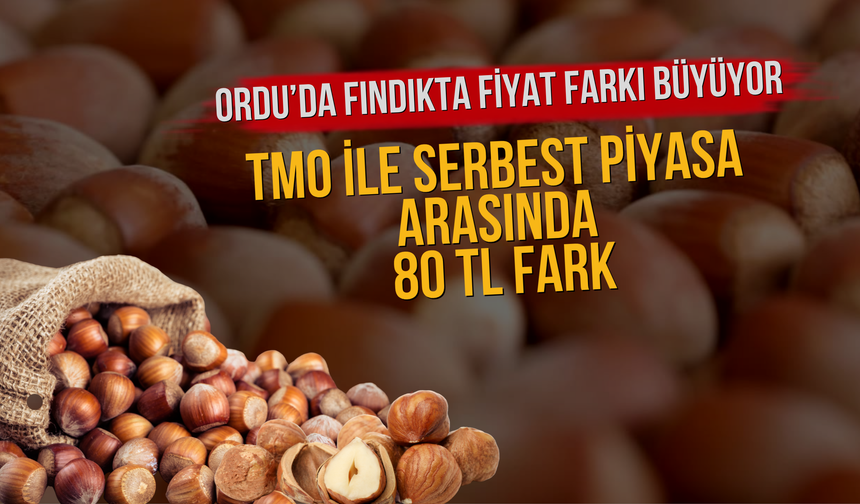 Ordu’da Fındıkta Fiyat Farkı Büyüyor: TMO ile Serbest Piyasa Arasında 80 TL Fark