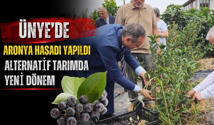 Ünye’de Aronya Hasadı Yapıldı: Alternatif Tarımda Yeni Dönem