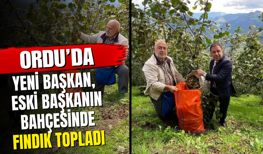 Yeni Başkan, Eski Başkanın Bahçesinde Fındık Topladı