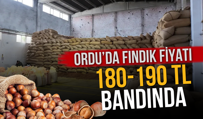 Ordu’da Fındık Fiyatı 180-190 TL Bandında
