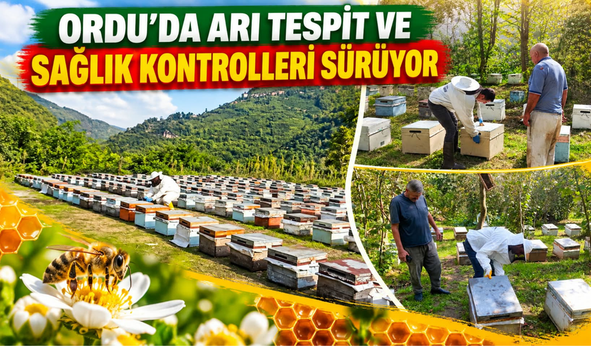 ORDU’DA ARI TESPİT VE SAĞLIK KONTROLLERİ SÜRÜYOR