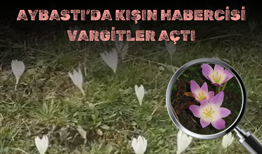 AYBASTI’DA KIŞIN HABERCİSİ VARGİTLER AÇTI
