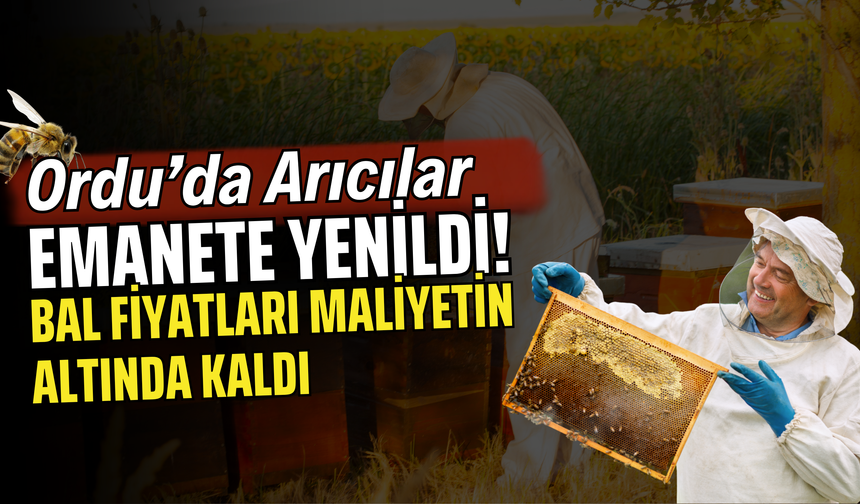 Ordu’da Arıcılar Emanete Yenildi! Bal Fiyatları Maliyetin Altında Kaldı