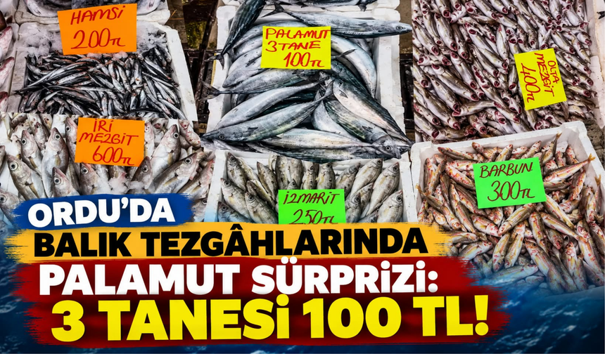 Ordu’da Balık Tezgâhlarında Palamut Sürprizi: 3 Tanesi 100 TL!