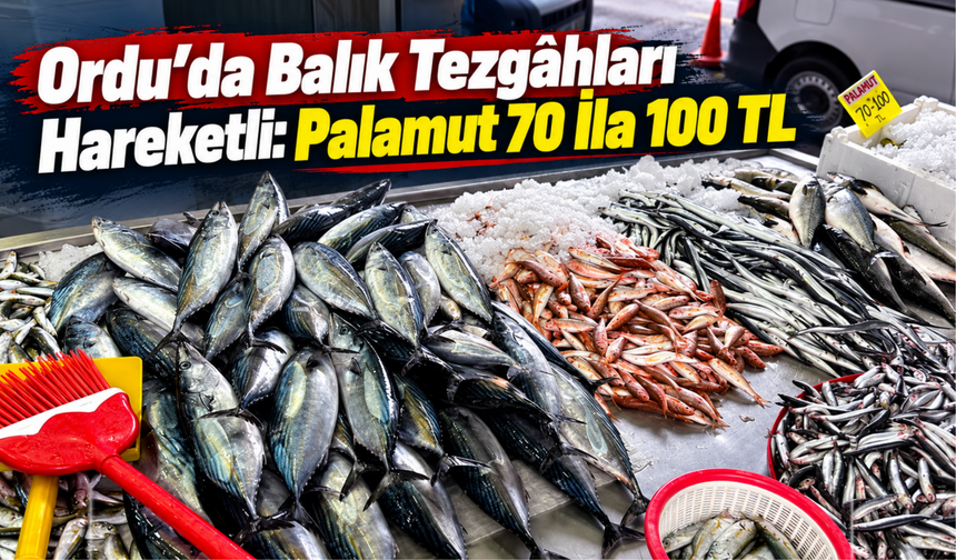 Ordu’da Balık Tezgâhları Hareketli: Palamut 70 İla 100 TL