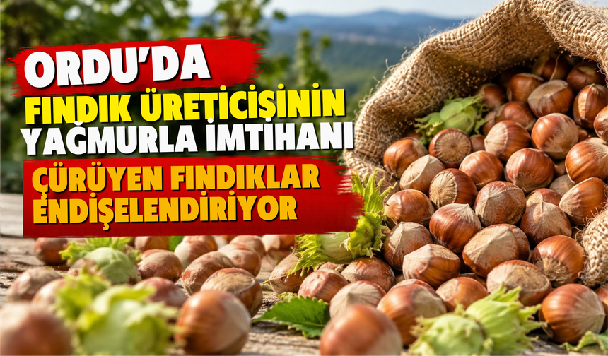 Ordu’da Fındık Üreticisinin Yağmurla İmtihanı: Çürüyen Fındıklar Endişelendiriyor