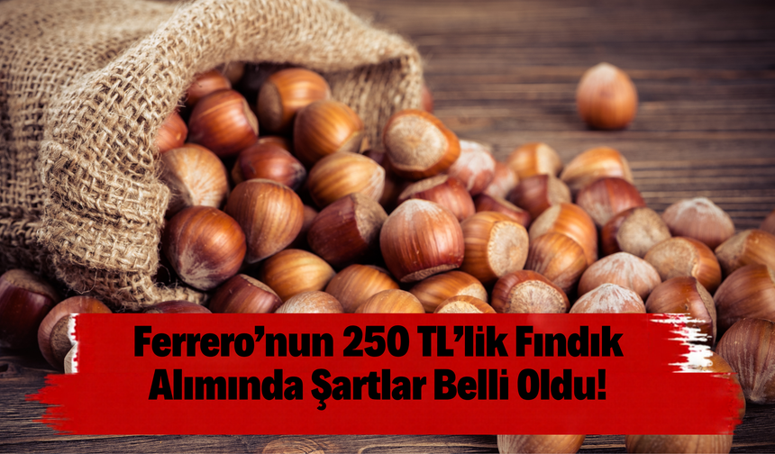 Ferrero’nun 250 TL’lik Fındık Alımında Şartlar Belli Oldu!