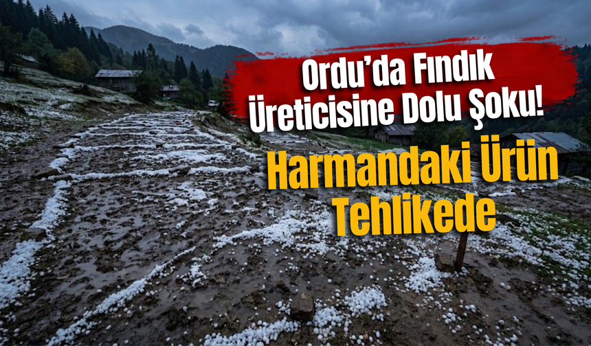 Ordu’da Fındık Üreticisine Dolu Şoku! Harmandaki Ürün Tehlikede