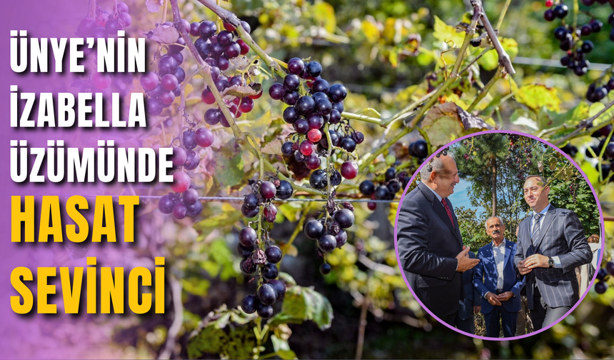 Ünye’nin İzabella Üzümünde Hasat Sevinci