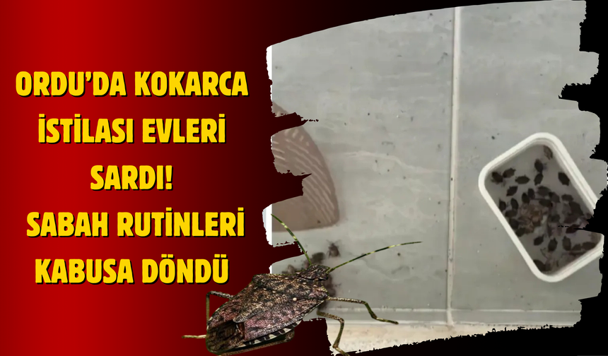 Ordu’da Kokarca İstilası Evleri Sardı: Sabah Rutinleri Kabusa Döndü