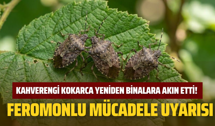 Kahverengi Kokarca Yeniden Binalara Akın Etti! Feromonlu Mücadele Uyarısı
