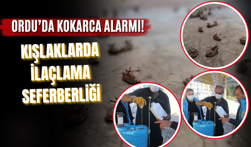 Ordu’da Kokarca Alarmı! Kışlaklarda İlaçlama Seferberliği