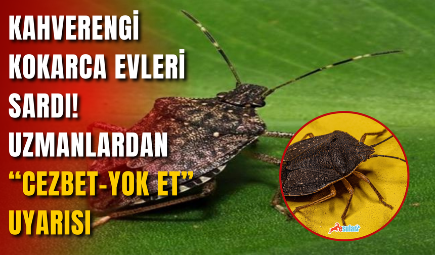 Kahverengi Kokarca Evleri Sardı! Uzmanlardan “Cezbet-Yok Et” Uyarısı